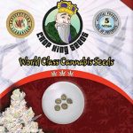 CB Dutch Treat Strain