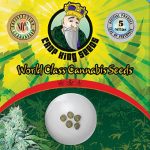 Original Skunk Strain