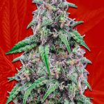 Salted Caramel Strain