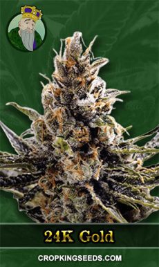 24K Gold Strain