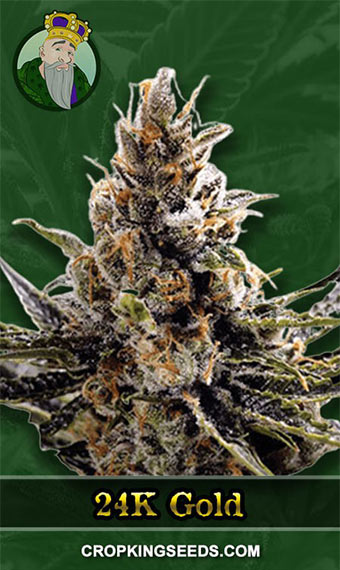 24K Gold Strain