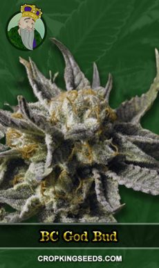 BC God Bud Strain