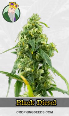 Autoflower CBD Black Diesel Strain