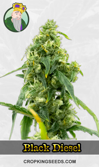 Autoflower CBD Black Diesel Strain