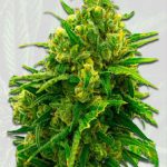 Autoflower CBD White Widow Strain (1:1)