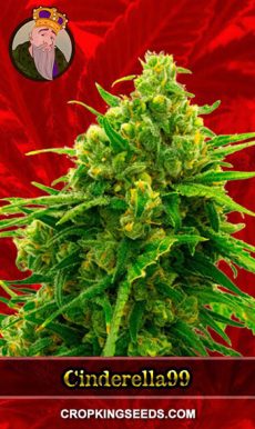 Cinderella99 Strain