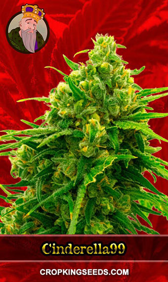 Cinderella99 Strain