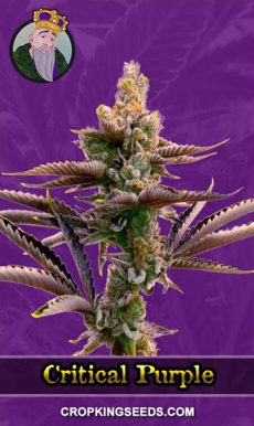 Critical Purple Strain