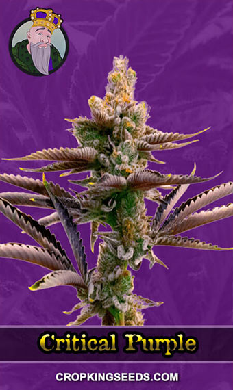 Critical Purple Strain