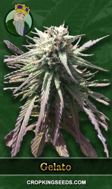 Gelato Strain