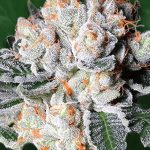 Gorilla Lemon Fire Strain