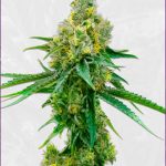 Autoflower CBD Harlequin Strain