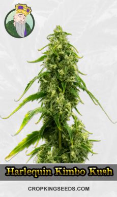 Harlequin Kimbo Kush