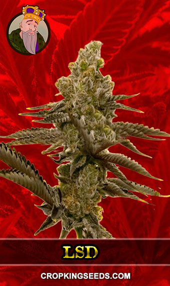 LSD Strain