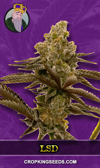 LSD Strain