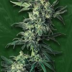 Northern Lights Strain