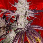 Platinum Cookies Strain