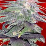 Strawberry Cough Strain