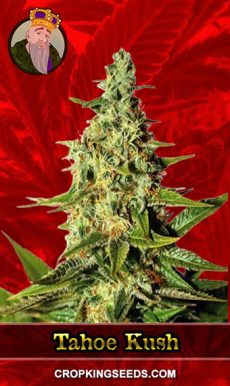 Tahoe Kush
