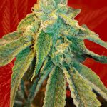 Birthday Cake Strain