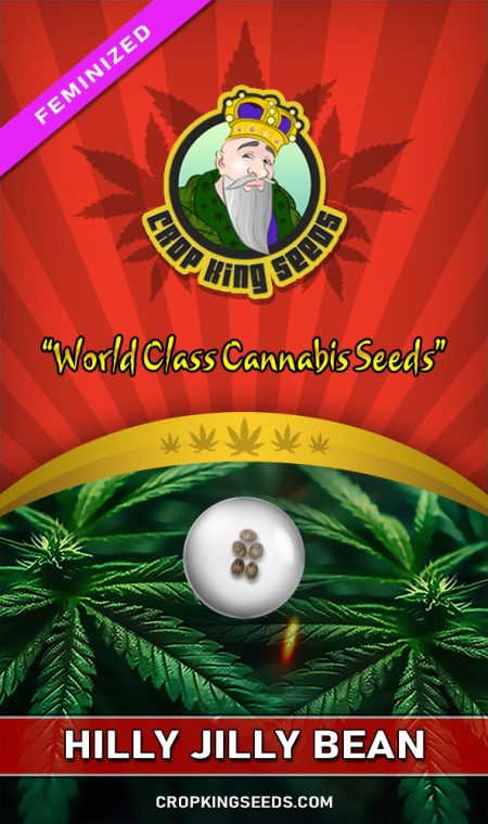 Hilly Jilly Bean Strain Feminized