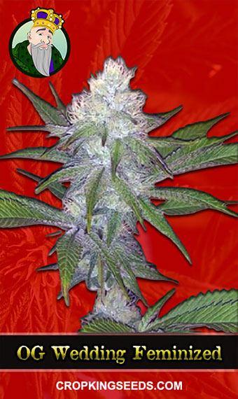 OG Wedding Cake Strain