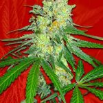 Strawberry Diesel Strain