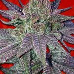 Forbidden Fruit Strain