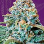 Fucking Incredible Strain