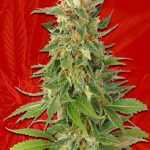 Alaskan Thunder Fuck Strain