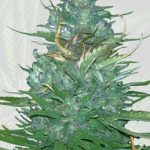 Auto CBD Blueberry (1:16) Strain