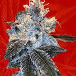 Banana Sundae Strain