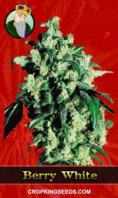 Berry White Strain