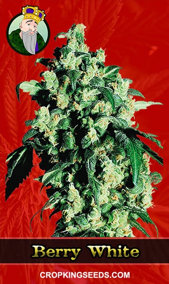 Berry White Strain