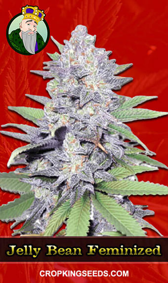 Jelly Bean Strain