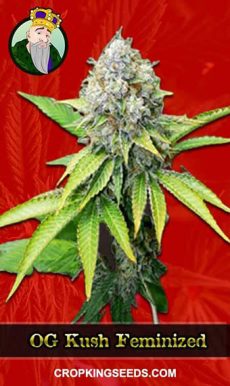 OG Kush