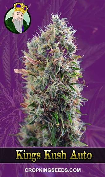 King's Kush