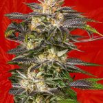 Fucking Incredible Strain