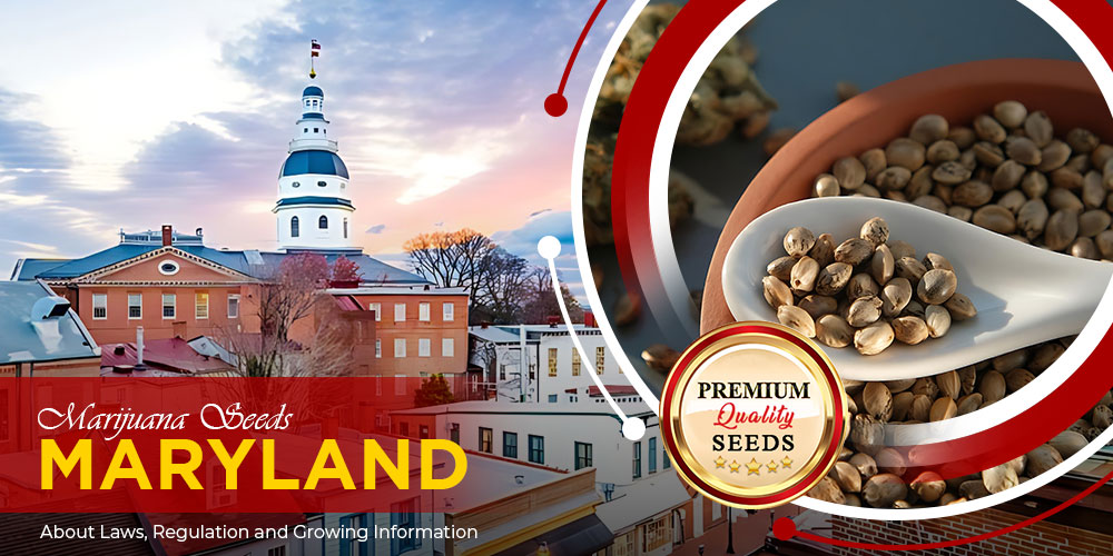 marijuana-seeds-maryland