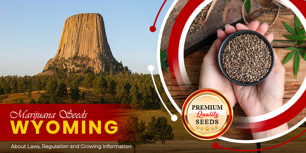marijuana seeds wyoming