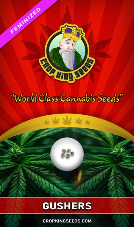 Gushers Strain Feminized
