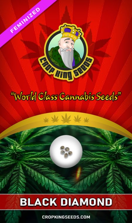 Black Diamond Strain Feminized