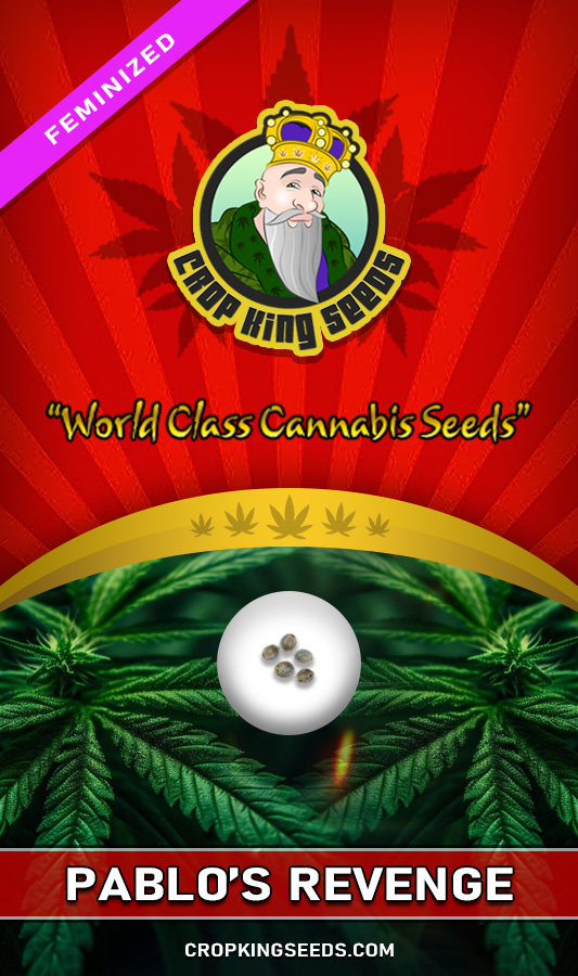 Pablo's Revenge Strain