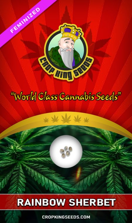 Rainbow Sherbet Strain Feminized