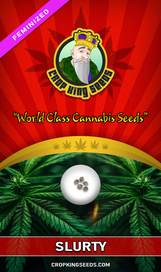 Slurty Strain Feminized