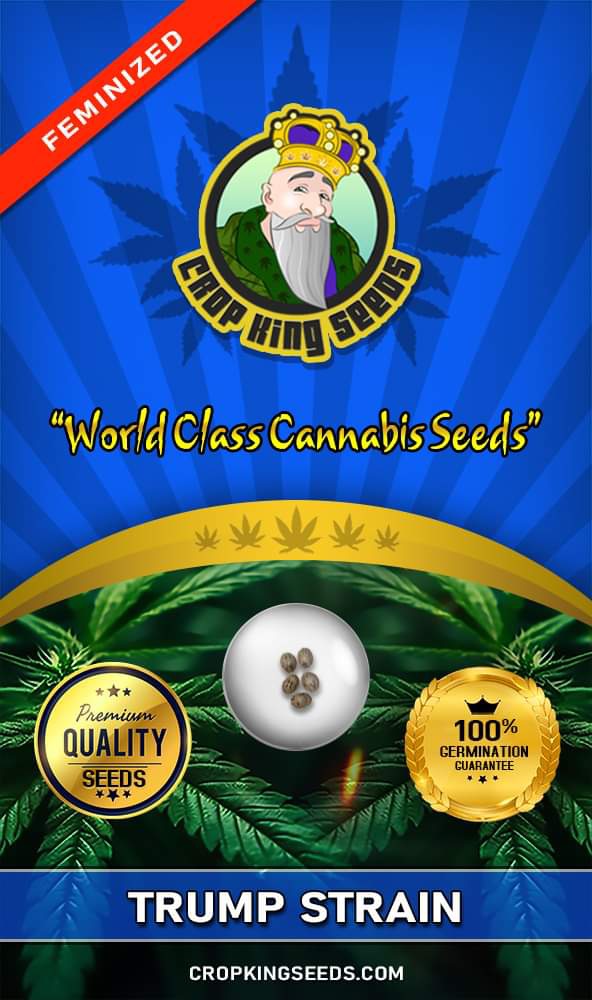 Trump Strain Feminized