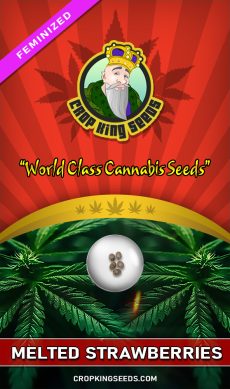 Melted Strawberries Strain Feminized