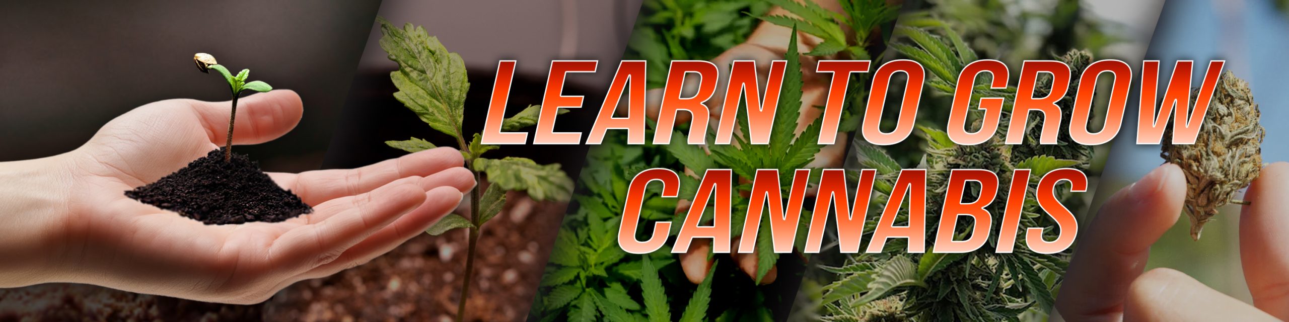Learn To Grow Cannabis