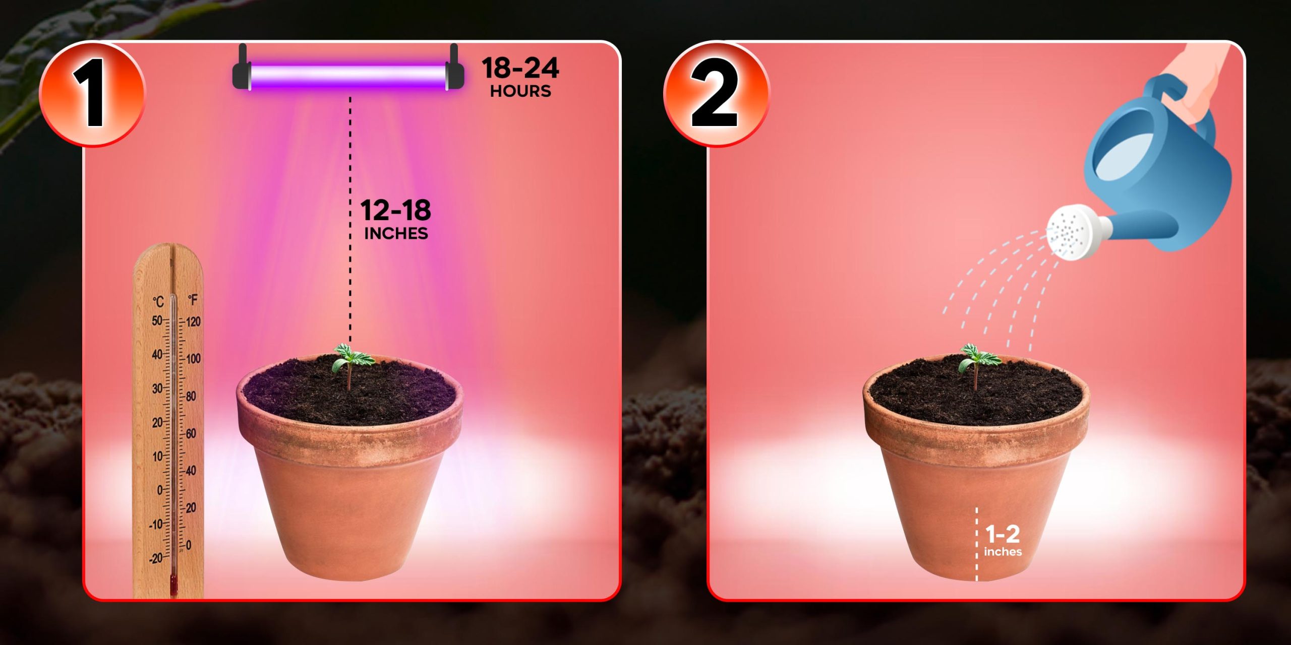 Seedling Stage 1 - 2