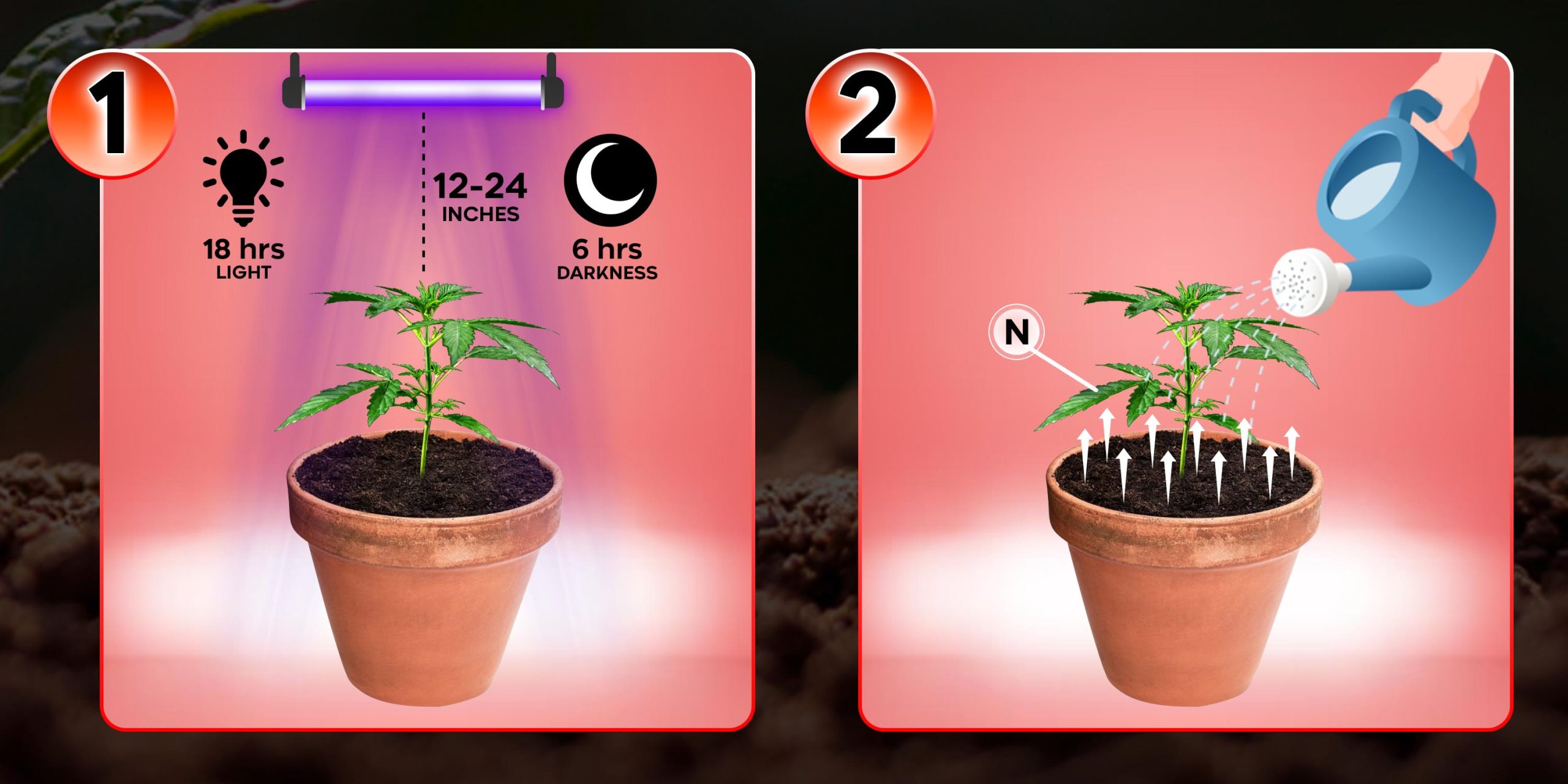 Vegetative Stage 1 - 2